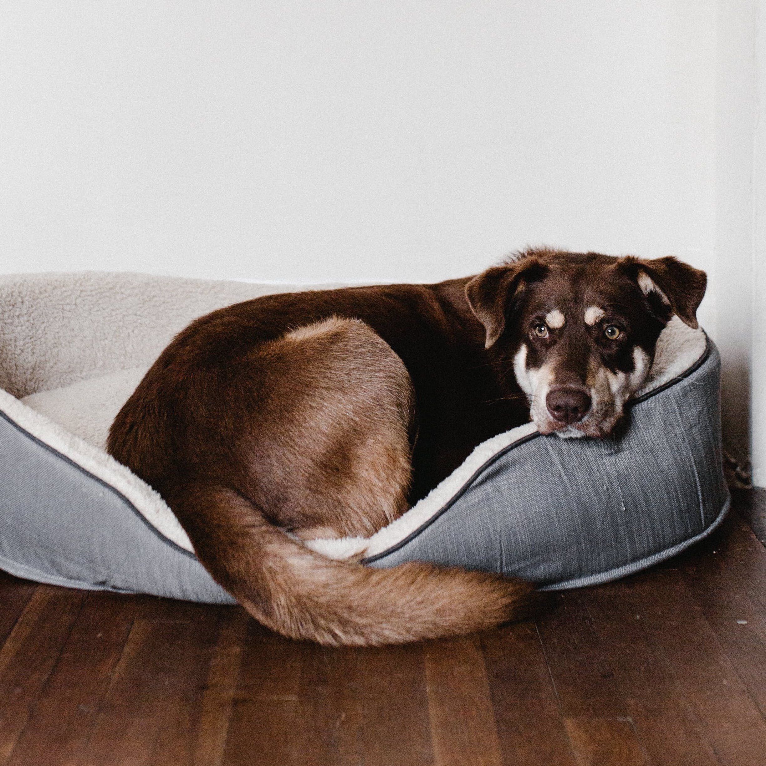 <b>WHY DOES MY DOG FART SO MUCH?</b><br><br>If you&rsquo;re worried about how much your dog is letting it rip, here&rsquo;s what you need to know about the causes and solutions...</br>